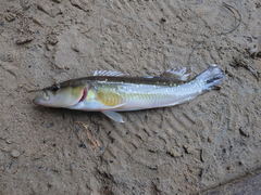 Crenicichla