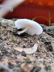 Leucocoprinus ianthinus