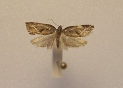 Pyrgotis zygiana