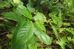 Palicourea brachiata