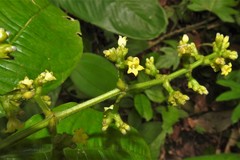 Palicourea brachiata