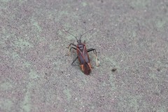 Gigantomiris jupiter