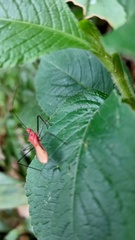 Ricolla quadrispinosa