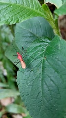 Ricolla quadrispinosa