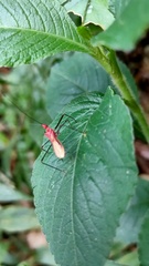Ricolla quadrispinosa
