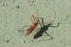Epidaus tuberosus