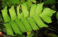 Adiantum trapeziforme