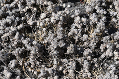 Psilocarphus elatior