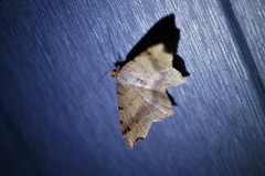 Macaria shanghaisaria