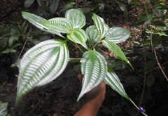 Miconia trichocalyx