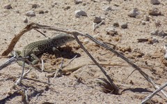 Aspidoscelis marmoratus