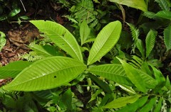 Miconia trinervia