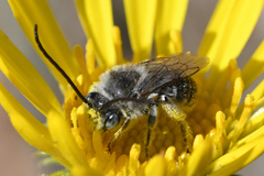 Melissodes microstictus