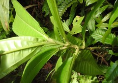 Miconia trinervia
