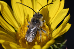 Melissodes microstictus