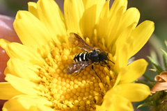 Dianthidium subparvum