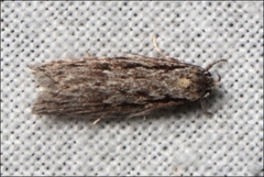 Agriophara leptosemela