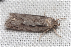 Agriophara leptosemela