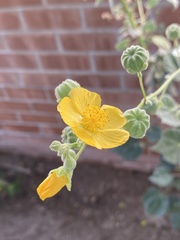 Abutilon reventum