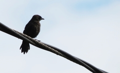 Quiscalus lugubris