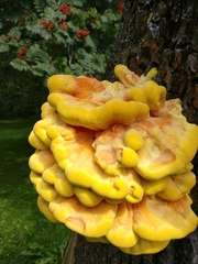 Laetiporus sulphureus
