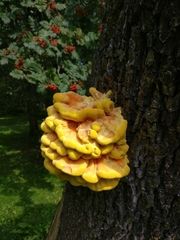 Laetiporus sulphureus