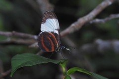 Heliconius cydno