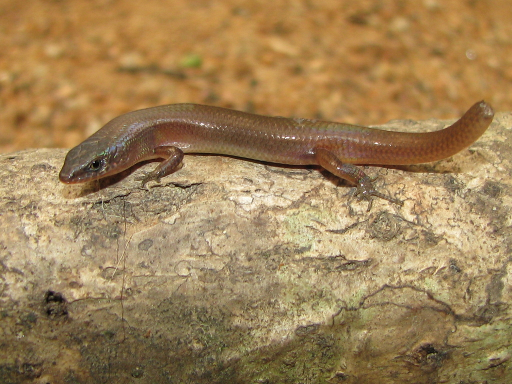 Translucent Litter-Skink
