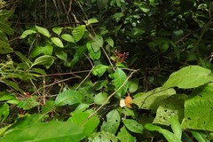 Hamelia longipes