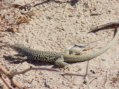 Aspidoscelis marmoratus