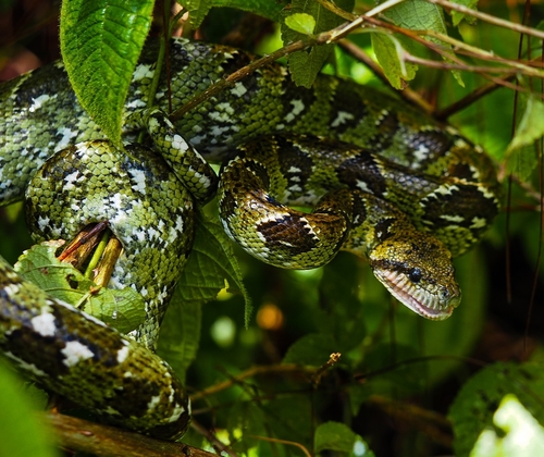 Madagascar Tree Boa, Sanzinia madagascariensis
