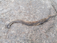 Coniophanes schmidti