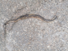 Coniophanes schmidti