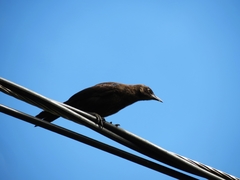 Quiscalus lugubris