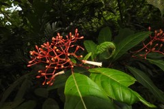 Hamelia longipes
