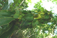 Dimerocostus argenteus