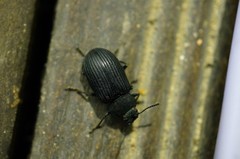 Heterotarsus carinula