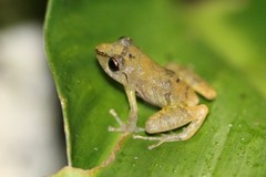 Diasporus
