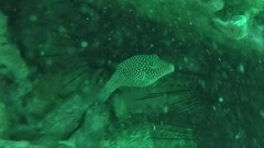 Canthigaster punctatissima