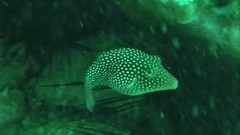 Canthigaster punctatissima