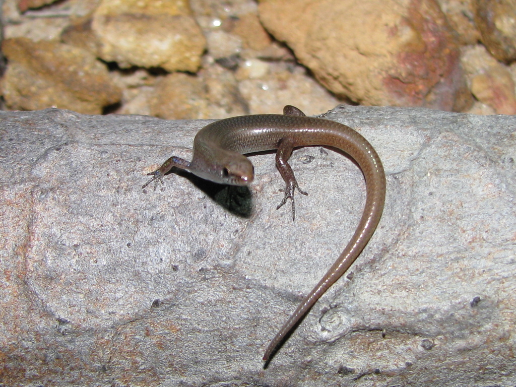 Red-Tailed Litter-Skink