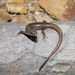 Red-tailed Litter Skink - Photo (c) Richard D Reams, some rights reserved (CC BY-NC), uploaded by Richard D Reams