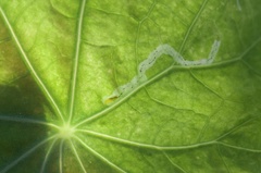 Larva minadora (Liriomyza huidobrensis)