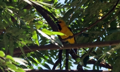 Icterus nigrogularis