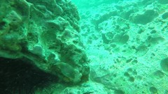 Canthigaster punctatissima