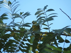 Icterus nigrogularis