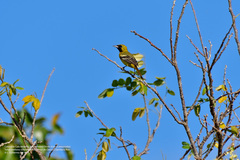 Icterus mesomelas