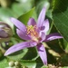 Grewia occidentalis - Photo (c) Jon Sullivan, μερικά δικαιώματα διατηρούνται (CC BY)