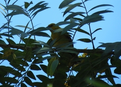 Icterus nigrogularis