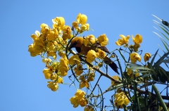 Icterus nigrogularis